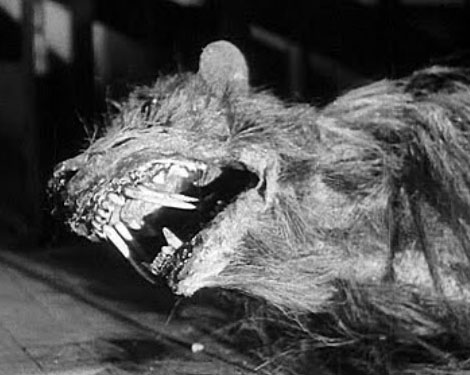 The Killer Shrews (1959)